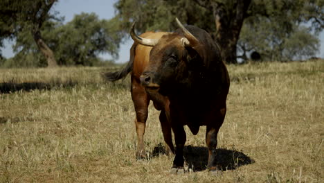 4K-Footage-Of-An-Angry-Bull-In-A-Beautiful-Field