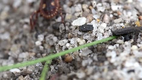 garrapata canguro corriendo por la arena suelta. macro 120fps