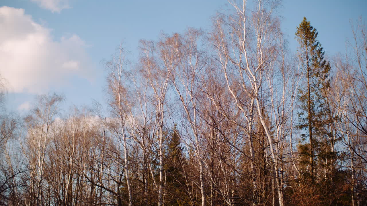 봄 2 바람에 움직이는 나무