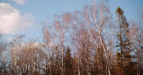 Bäume,-Die-Sich-Im-Frühjahr-Auf-Wind-Bewegen-2