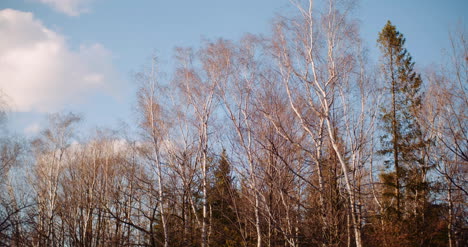 trees moving on wind in spring 2