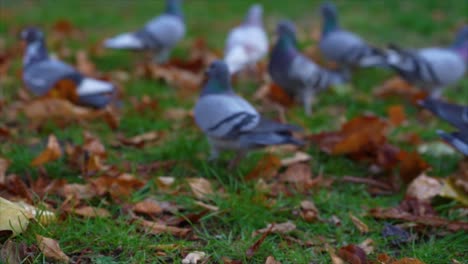 Palomas-Comiendo-Migas-O-Semillas-Y-Volando-Desde-El-Prado-Del-Parque-De-La-Ciudad,-Cámara-Lenta