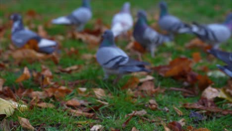 palomas comiendo migas o semillas y volando desde el prado del parque de la ciudad, cámara lenta
