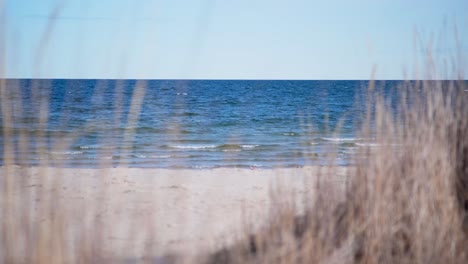 grass blowing in the wind on a beach next to the ocean