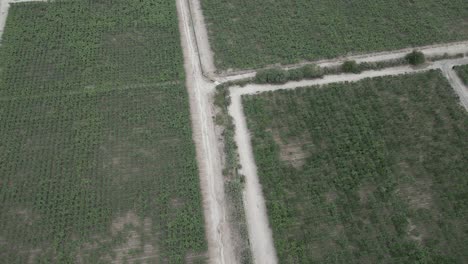 Green-Vineyards-Landscape-in-Cafayate,-Salta,-Argentina,-Aerial-Drone-Above-Plantation-of-Grapes-for-Wine-Production,-Famous-Destination-in-South-America