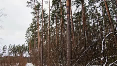 A-forest-with-many-trees-and-a-cloudy-sky