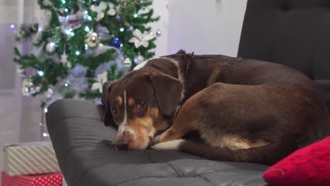perro tirado junto al árbol de navidad esperando a su familia