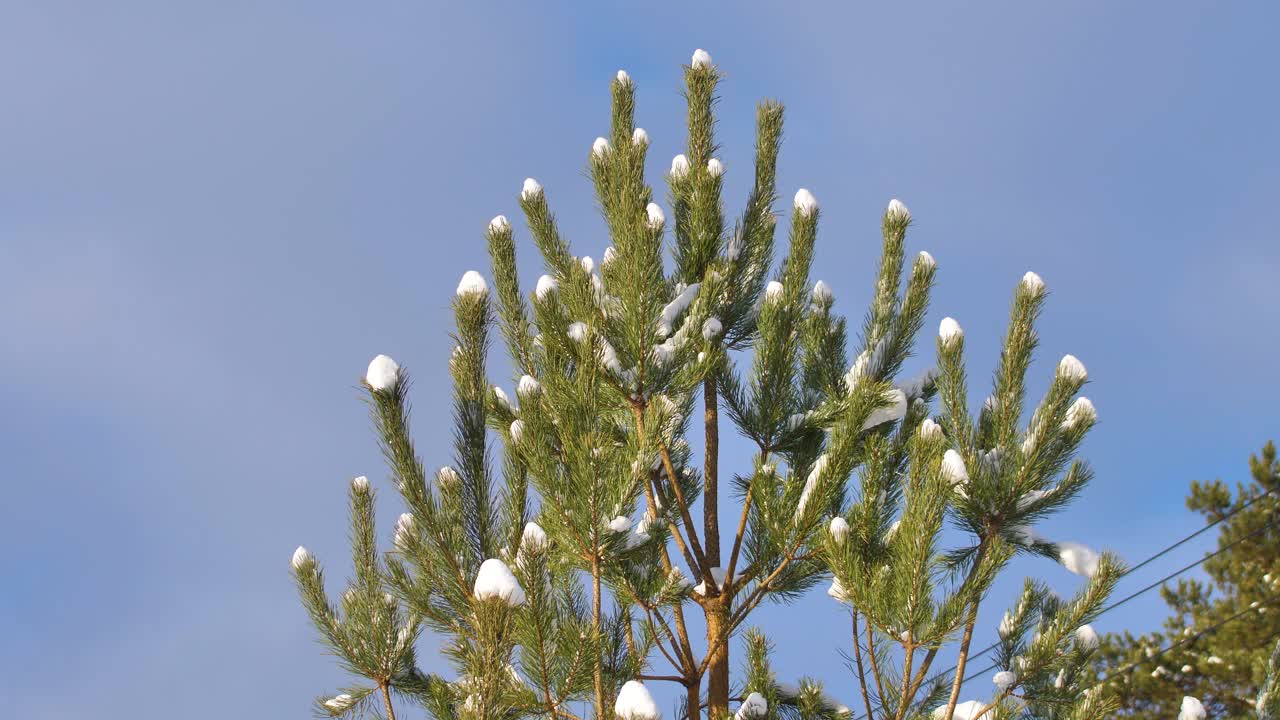 la nieve en un día soleado se encuentra en ramas de pino