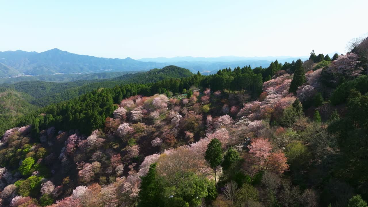 Aerial view of Cherry Sakura trees in pink bloom, Drone rotates at Japanese landscape of Yoshino