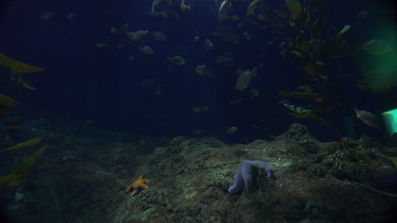 un tiburón patrulla un arrecife de coral