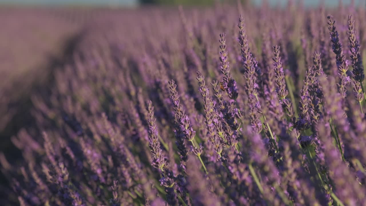 primer plano sobre el campo de lavanda flor morada en verano