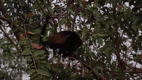 Handheld-shot-of-a-wildlife-howler-monkey-climbing-on-a-dry-tropical-forest-tree,-looking-for-food