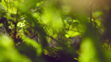videos de hierba en la selva tropical de borneo con elementos de luz solar matutina y efectos de borrón o bokeh. este metraje con movimiento suave de la cámara.