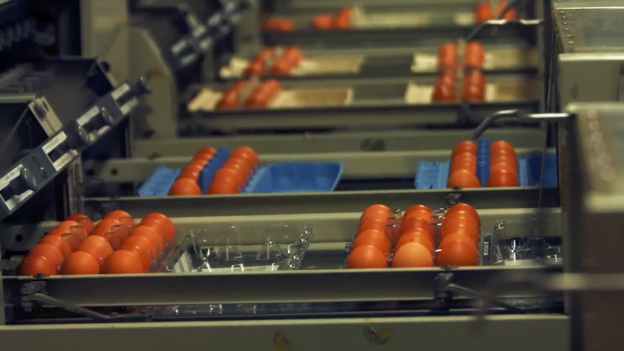 Eier, die auf der Produktionslinie bewegt werden