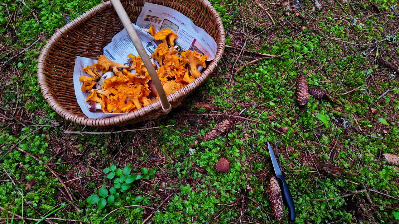 Raccolta di funghi finferli nel bosco in un cestino, suolo naturale