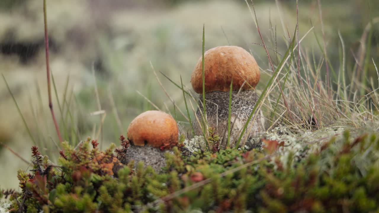 Beautiful boletus edulis mushroom in arctic tundra moss. White mushroom in Beautiful Nature Norway natural landscape. Mushrooms season.