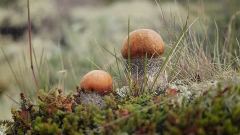 Beautiful-boletus-edulis-mushroom-in-arctic-tundra-moss.-White-mushroom-in-Beautiful-Nature-Norway-natural-landscape.-Mushrooms-season.