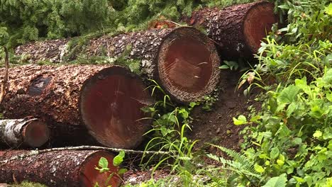 cut logs laying in the forest for logging