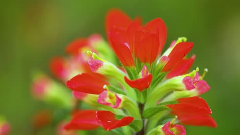 closeup static shot of indian paintbrush flower or prairie-fire