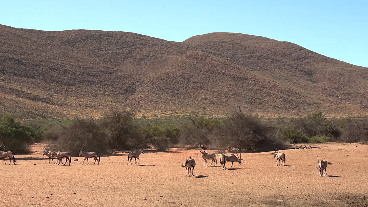 una manada de oryx o antílope gemsbok vagando por un claro abierto en el árido kalahari