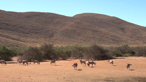 Una-Manada-De-Antílopes-Oryx-O-Gemsbok-Deambulando-Por-Un-Claro-Abierto-En-El-árido-Kalahari