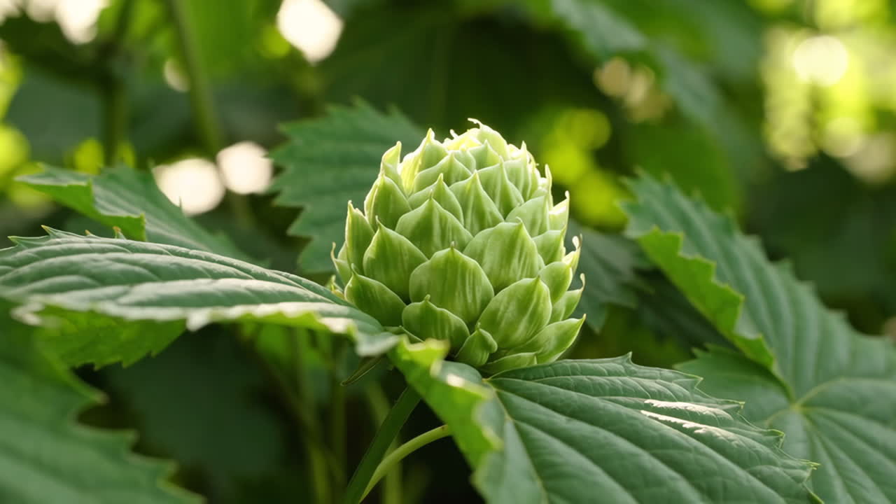 Primo piano di un bocciolo di fiore verde