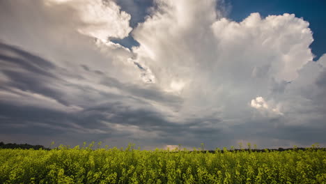 Tiro-De-Hermosas-Flores-De-Colza-Contra-El-Cielo-Azul-Con-Nubes-Blancas-Moviéndose-En-Timelapse