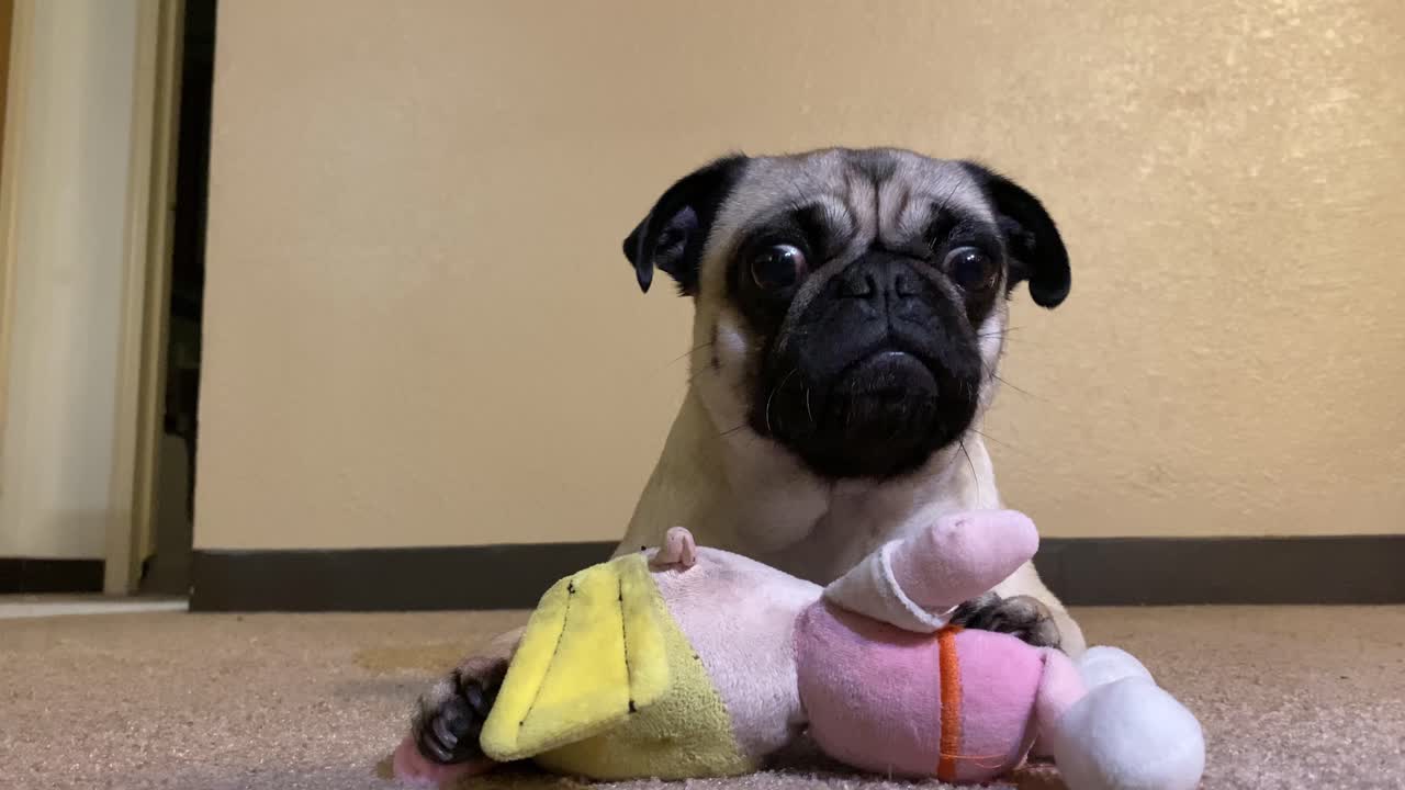 Adorable cute female dog pug breed playinh with her to