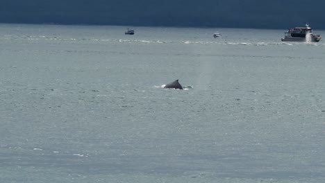 Avistamiento-De-Ballenas-En-Juneau,-Alaska.