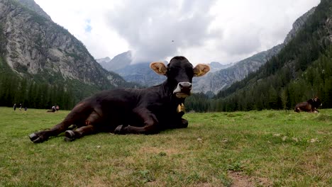 Low-Down-Video-Einer-Kuh,-Die-Entspannt-Auf-Dem-Boden-Liegt-Und-Sich-Ausruht,-Nachdem-Sie-Nach-Einem-Langen-Spaziergang-Durch-Die-Berge-Im-Tal-Den-Anweisungen-Ihres-Hirten-Die-Ganze-Zeit-Gefolgt-Ist