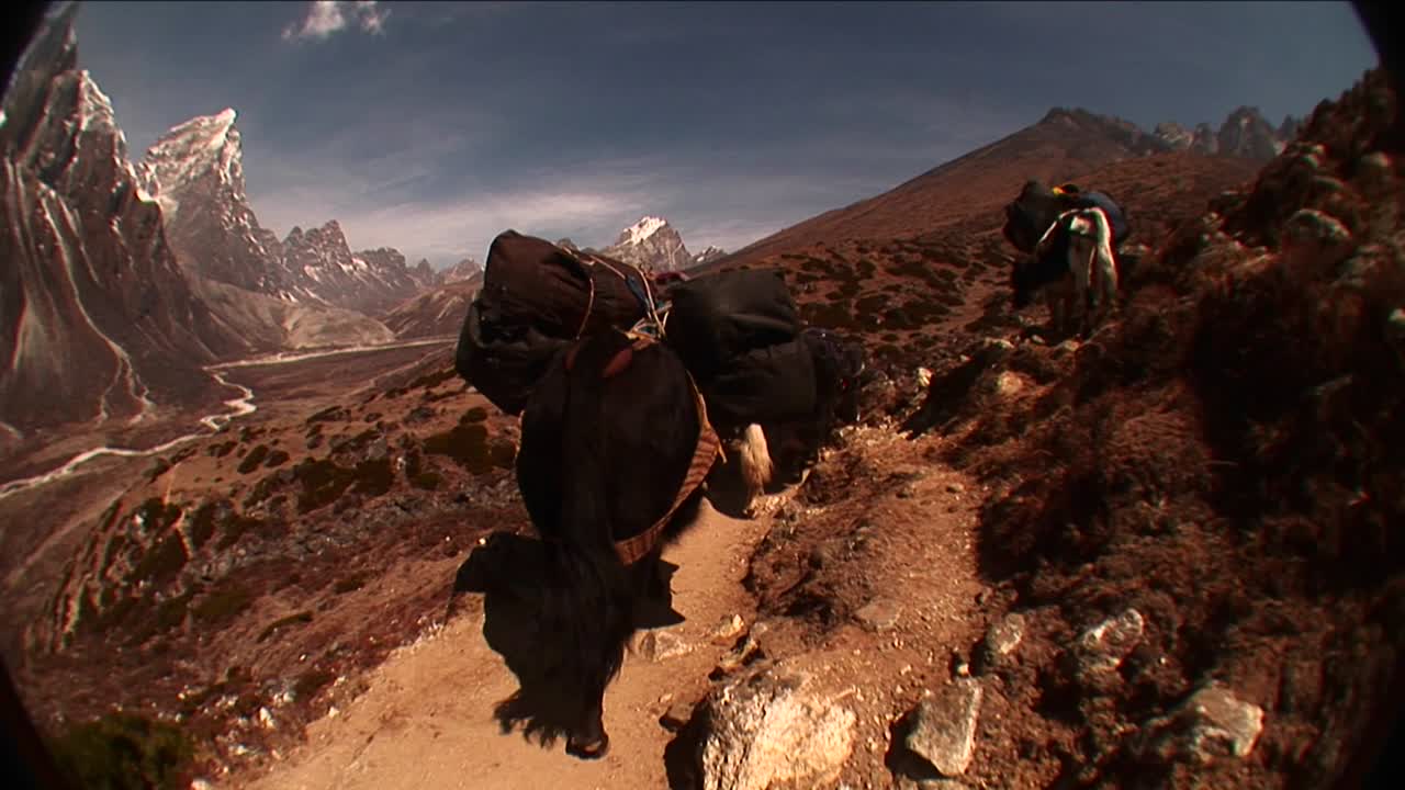 punto de vista siguiendo a los yaks por el sendero camino al monte everest