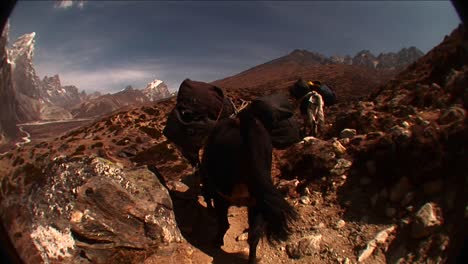 pov following yaks up the trail on the way to mt everest