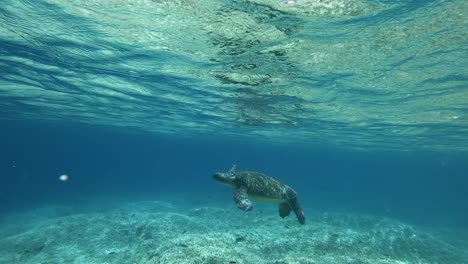 an adult green sea turtles swimming at the crystal clear water by the ocean