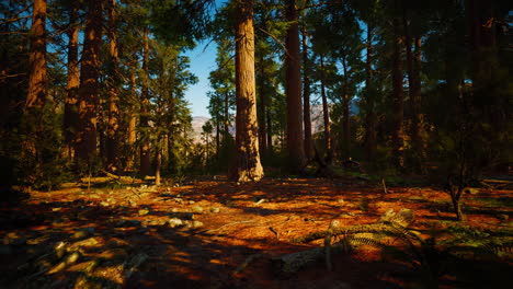sequoia redwood trees in the sequoia national park forest