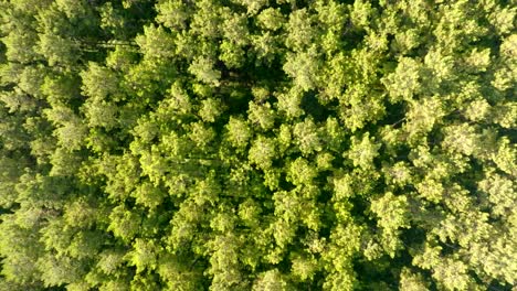 Bosque-De-Pinos-Filmado-Verticalmente-Con-Un-Drone.