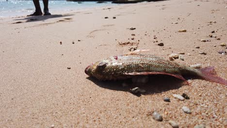 a fish has just been pulled out of the water with a hook and line and lands on the sand