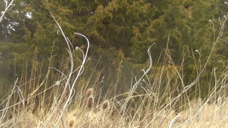 Eine-Langsam-Herauszoomende-Pfanne-Mit-Hohem-Gras-Mit-Einem-Wald-Im-Hintergrund