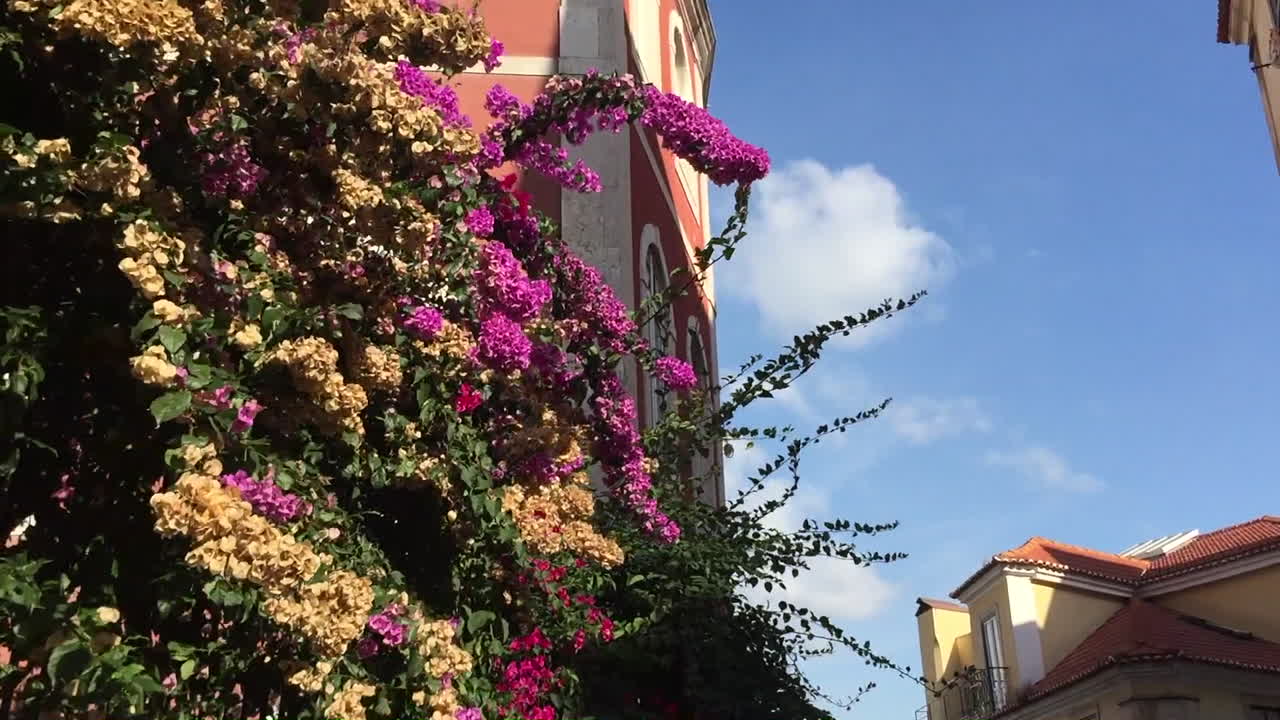 Pink flowers at Escadinhas do Duque