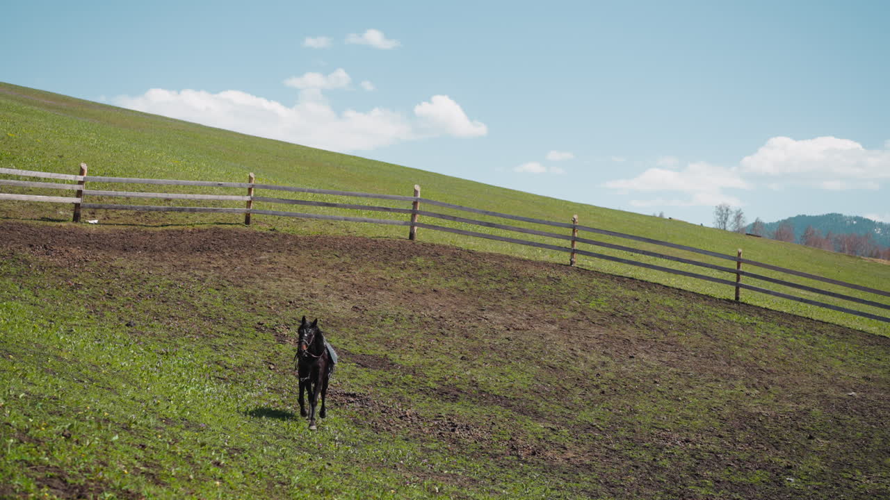 caballo de bahía oscuro con arnés y silla corre a lo largo del paddock