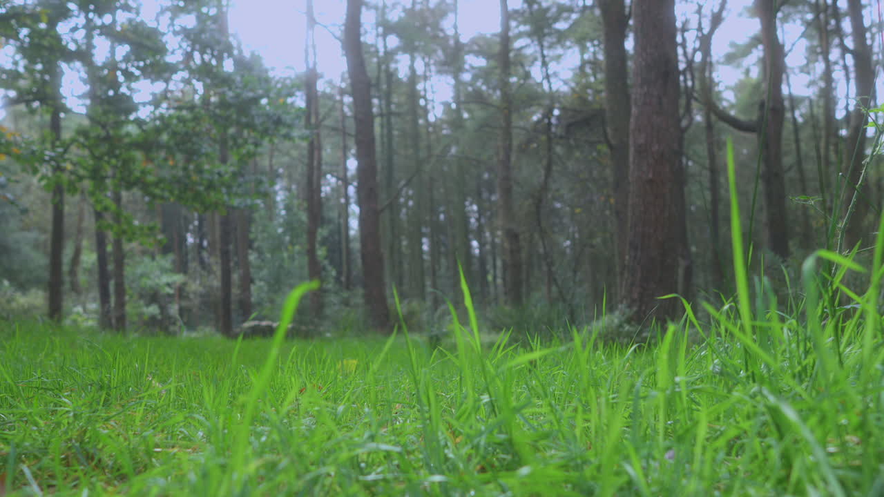 빛에 잔디는 부드럽게 바람에 움직이고 초점은 빛이 사라지면서 배경에 끌립니다.