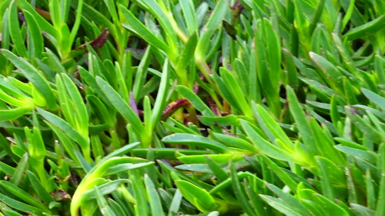 Shooting of a grass and flowers on the bank of the Atlantic Ocean, Spain. Shooting in the movement