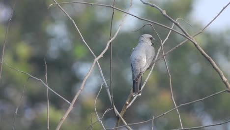 Lesser-Cuckoo---food---beautiful---eating