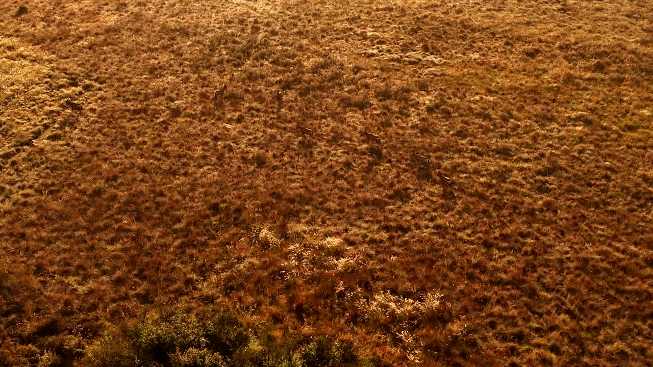 Herd of red hartebeest antelope trotting over golden grass plain at sunrise