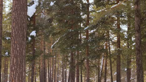 Ramas-De-Los-árboles-En-El-Fondo-De-Las-Nevadas.-Copos-De-Nieve-Cayendo-Por-El-Paisaje-Invernal.