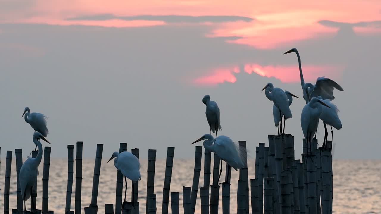 большая цапля, также известная как обыкновенная цапля или большая цапля