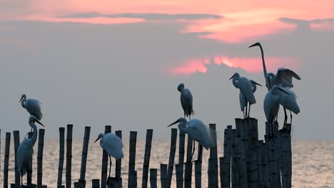 The-Great-Egret,-also-known-as-the-Common-Egret-or-the-Large-Egret