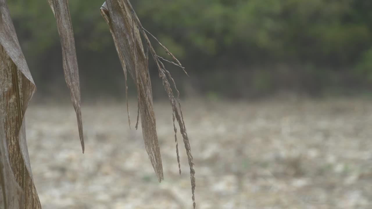 Agricultural Field with Corn Stalks