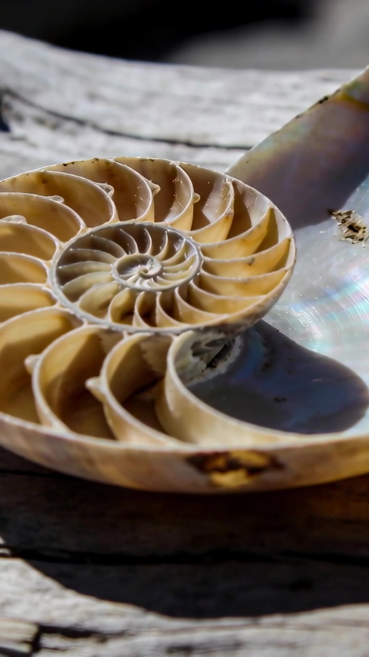 Vertical video: Moving camera showing cut spiral shell on wood, sunlight revealing nacre texture