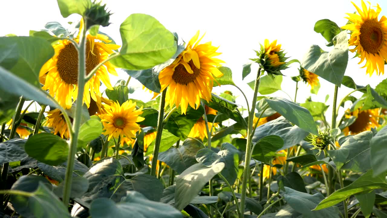 밝고 은 여름날에 꽃이 피는 해바라기 들판.