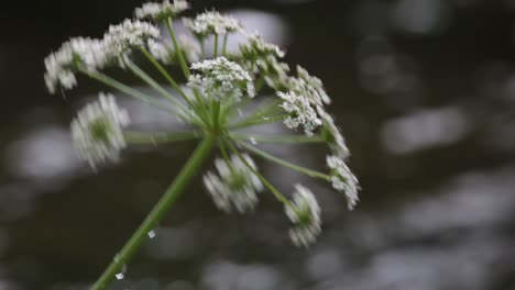 Planta-De-Flores-Blancas-Mojadas-Con-Un-Río-En-El-Fondo-En-Galicia-España